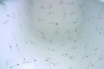RESONANCES